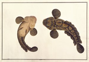Oolur Sawa, de Dibujos de Animales, Insectos y Reptiles de Malaca, c.1805-18 de Chinese School